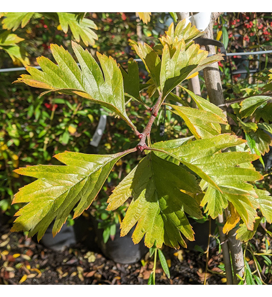 Crataegus x dippeliana (aka Crataegus arnoldiana) (12lt)