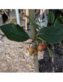 Crataegus succulenta Jubilee (12lt) Crataegus succulenta Jubilee (12lt)