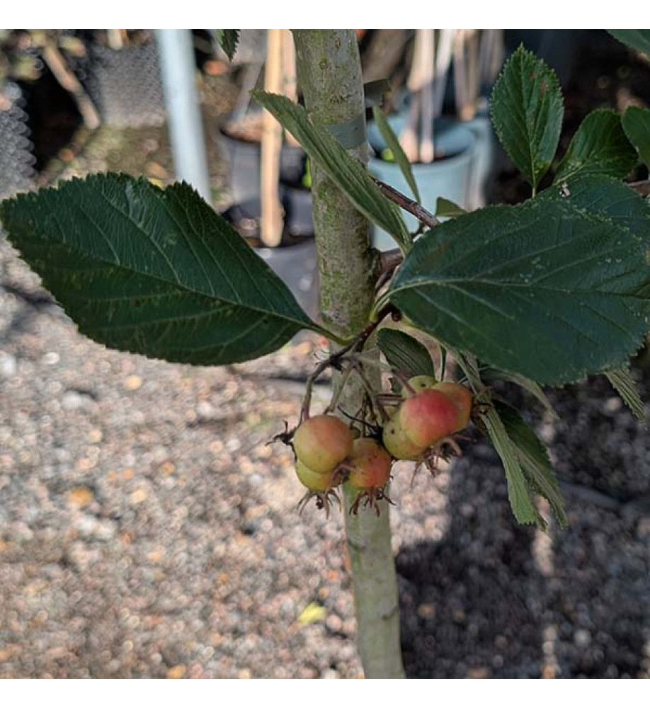 Crataegus succulenta Jubilee (12lt) Crataegus succulenta Jubilee (12lt)