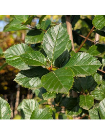 Crataegus succulenta Jubilee (12lt)