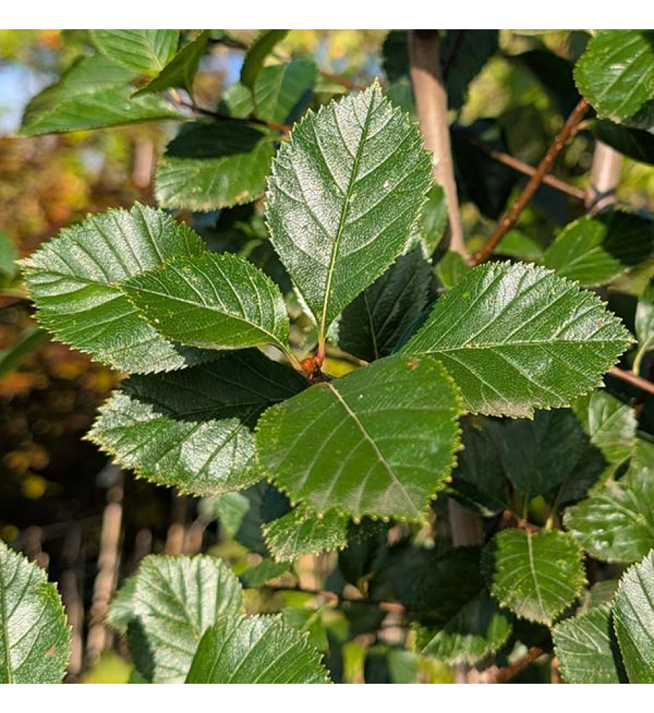 Crataegus succulenta Jubilee (12lt)