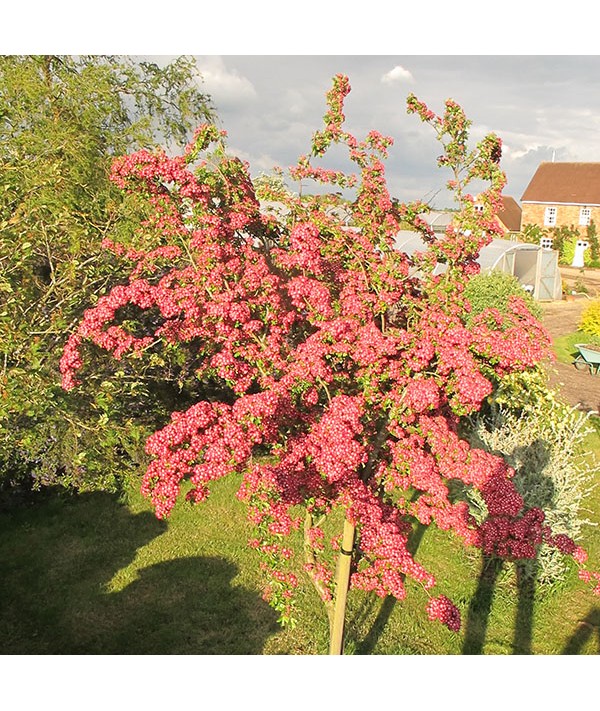 Crataegus laevigata Crimson Cloud (AKA Punicea) (10lt)