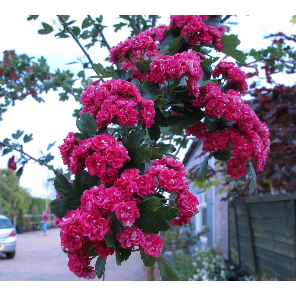 Crataegus laevigata Paul's Scarlet (13.5lt)