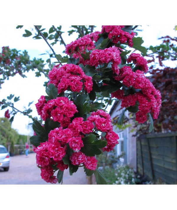 Crataegus laevigata Paul's Scarlet (20lt)