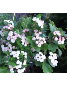 Crataegus laevigata Plena (10lt)