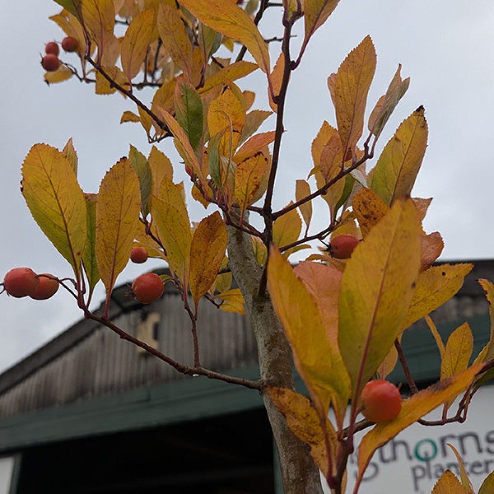 Crataegus x lavalleei (12lt)