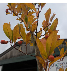 Crataegus x lavalleei (20lt) Crataegus x lavalleei (20lt)