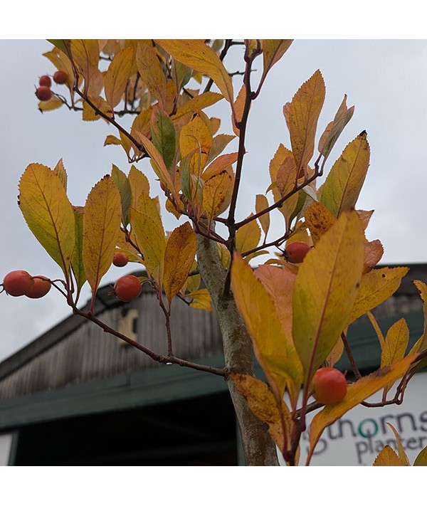 Crataegus x lavalleei (12lt)