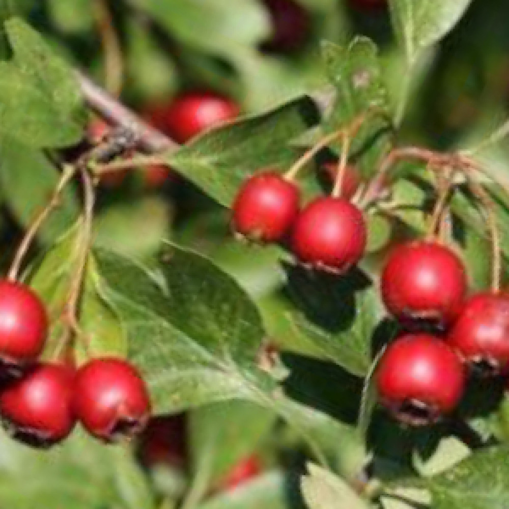 Plants suitable for Hedges and Windbreaks