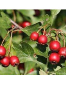 Crataegus monogyna (60-80cm bare root) Crataegus monogyna (60-80cm bare root)