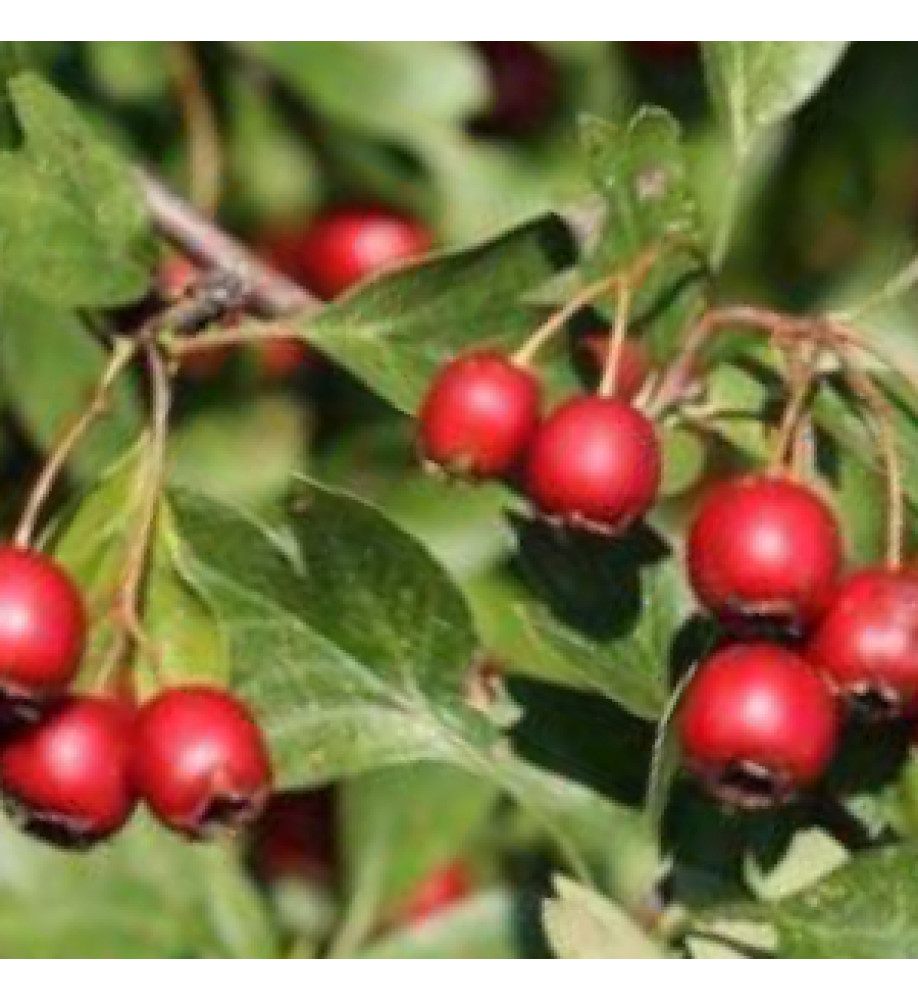 Crataegus monogyna (60-80cm bare root)