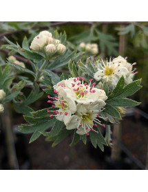 Crataegus orientalis (7lt)