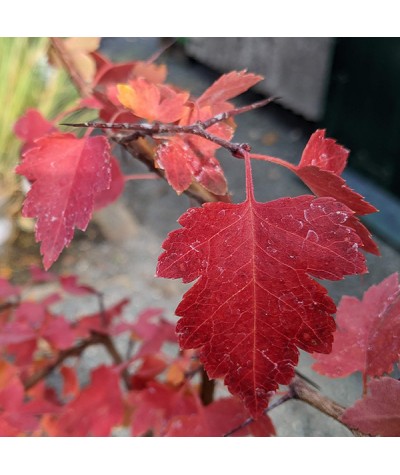 Crataegus phaenopyrum (10lt)