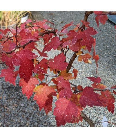 Crataegus phaenopyrum (10lt)