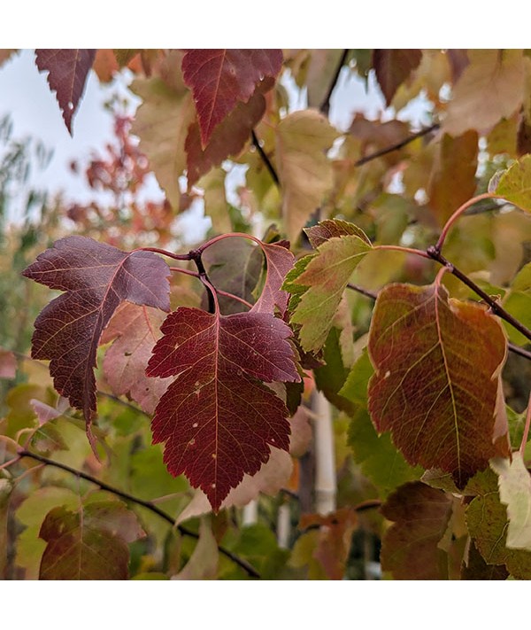 Crataegus phaenopyrum (10lt)