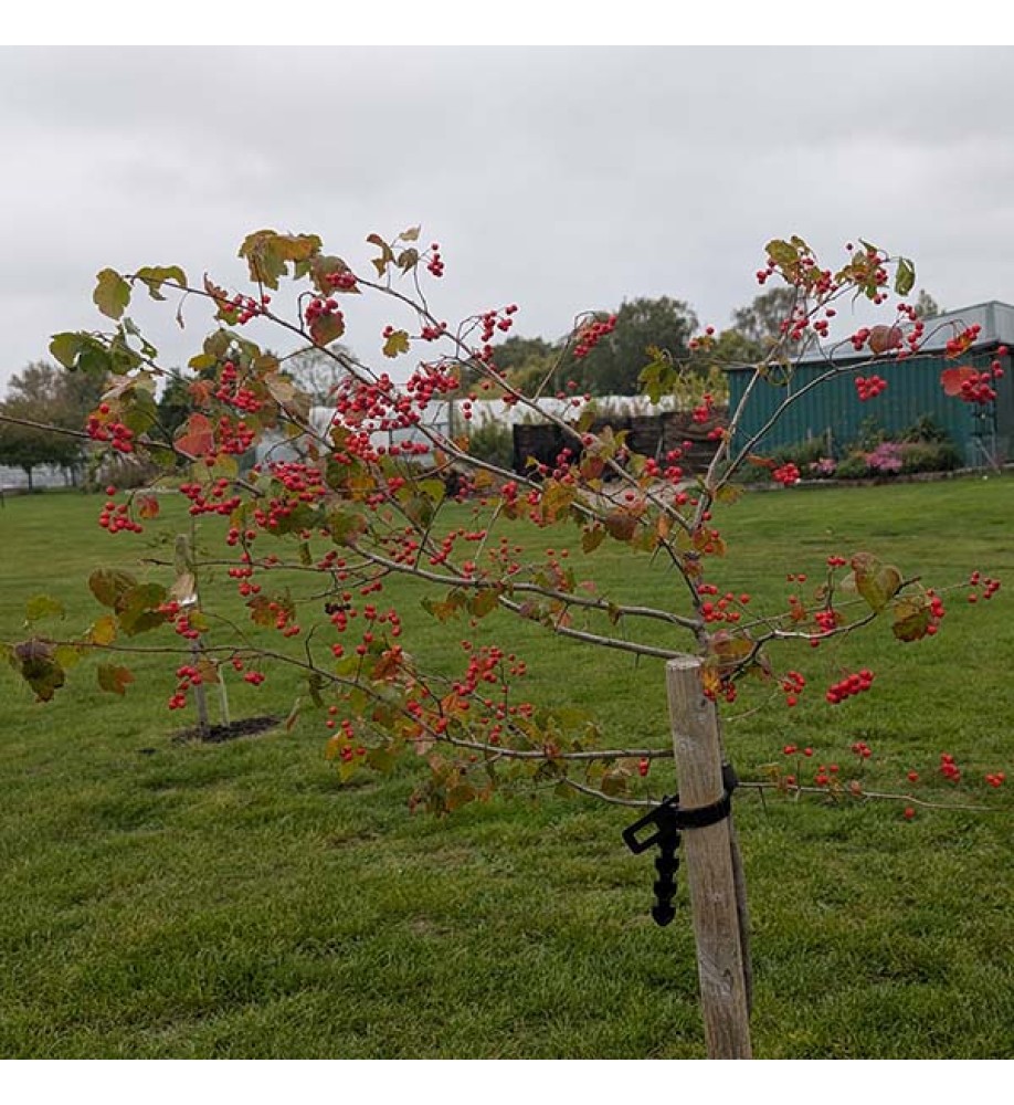 Crataegus phaenopyrum Brilliant Red (6lt)