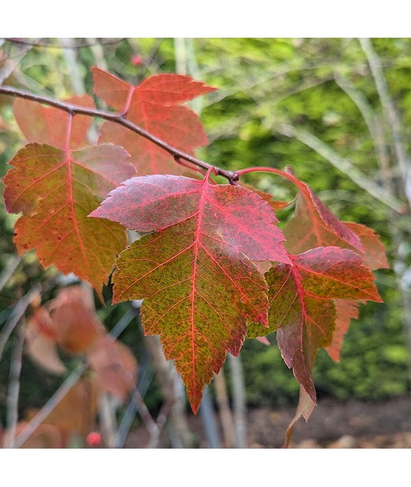 Crataegus phaenopyrum Brilliant Red (6lt)