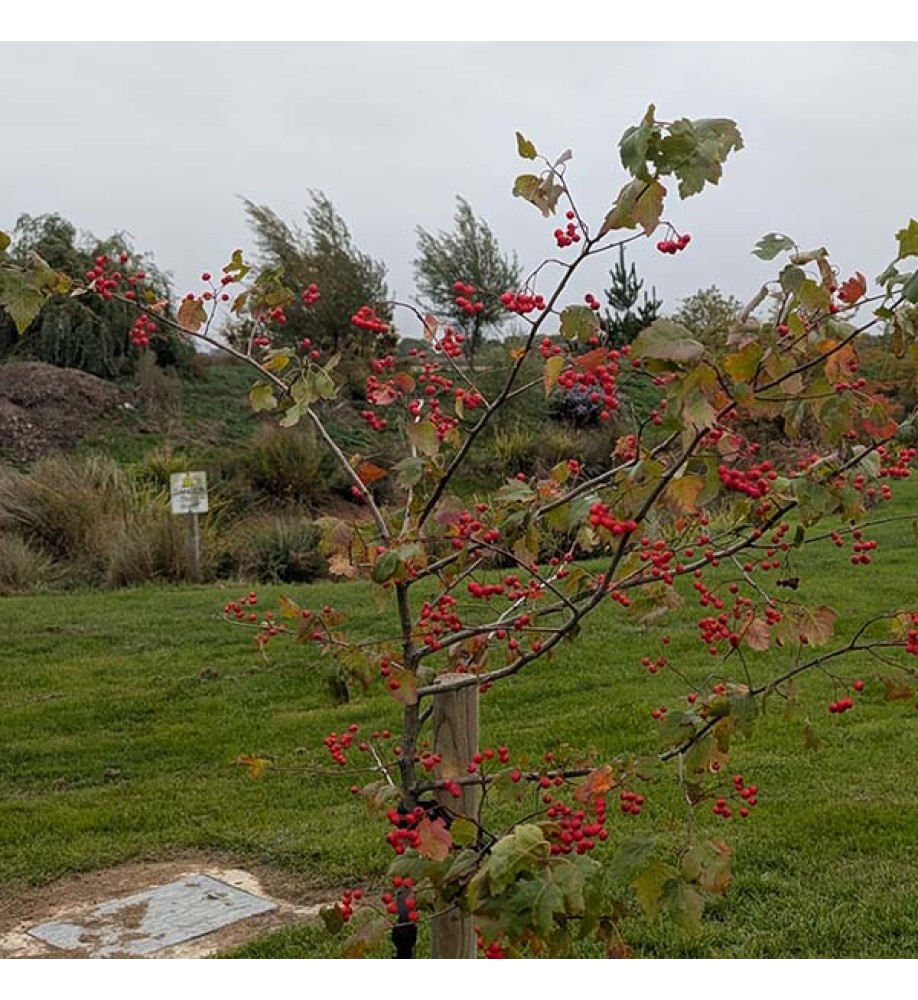 Crataegus phaenopyrum Brilliant Red (6lt) Crataegus phaenopyrum Brilliant Red (6lt)