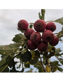 Crataegus pinnatifida Big Golden Star (13.5lt)