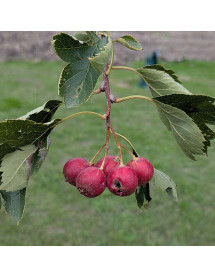 Crataegus pinnatifida Big Golden Star (13.5lt)
