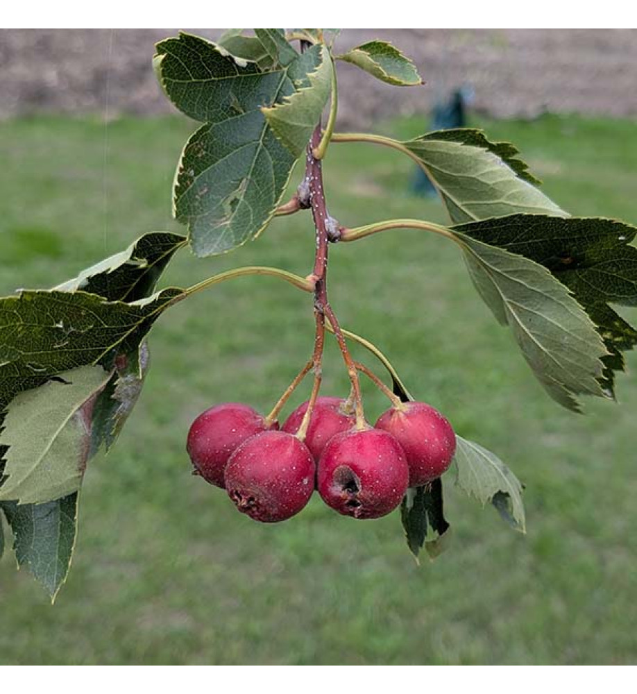 Crataegus pinnatifida Big Golden Star (13.5lt)