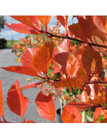 Crataegus prunifolia (12lt)