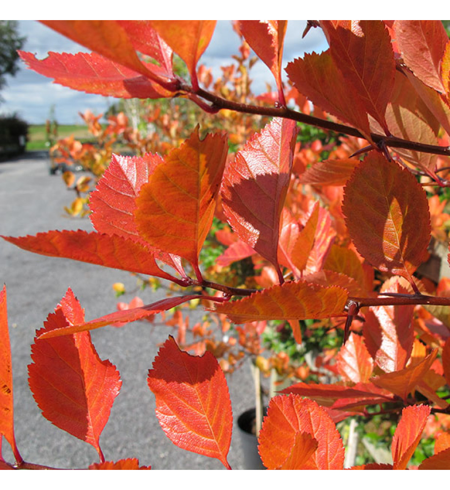 Crataegus prunifolia (12lt)