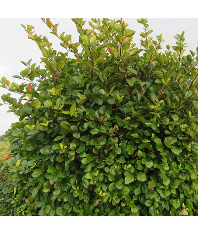 Crataegus prunifolia (6lt)