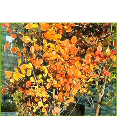 Crataegus prunifolia (35lt)