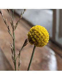 Craspedia globosa Golf Beauty (1lt)