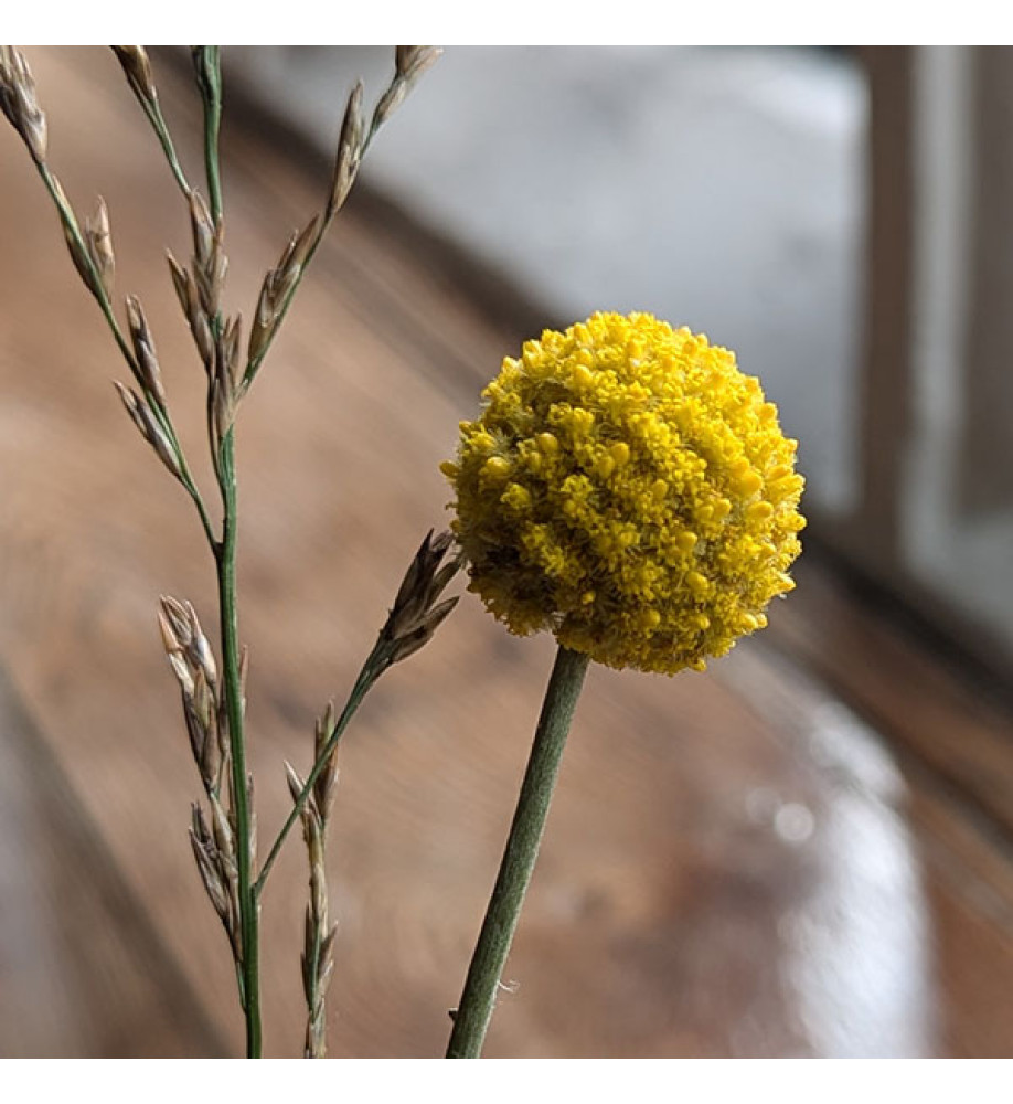 Craspedia globosa Golf Beauty (1lt)