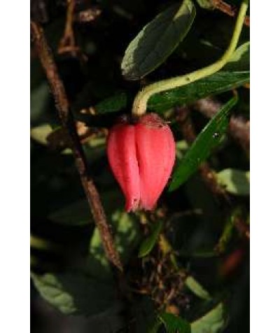 Crinodendron hookerianum (3lt)