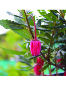 Crinodendron hookerianum (3lt)