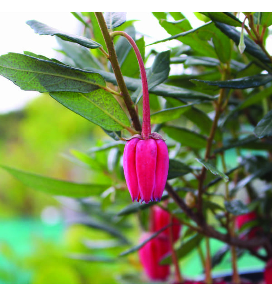 Crinodendron hookerianum (3lt)