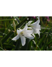 Crinum x powellii Album (3lt)