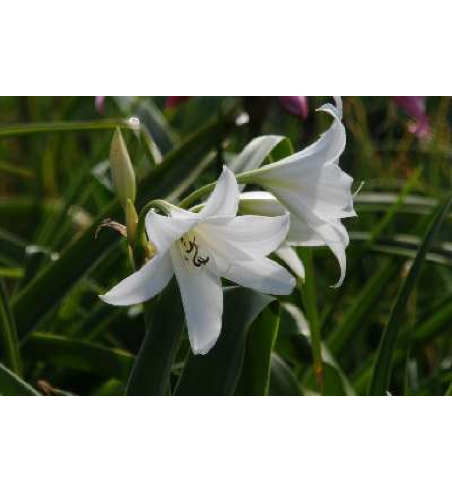 Crinum x powellii Album (3lt)