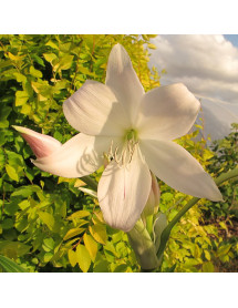 Crinum x powellii Album (3lt)