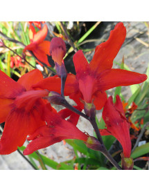 Crocosmia x crocosmiiflora Babylon (1lt)