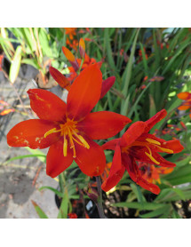 Crocosmia x crocosmiiflora Babylon (1lt)