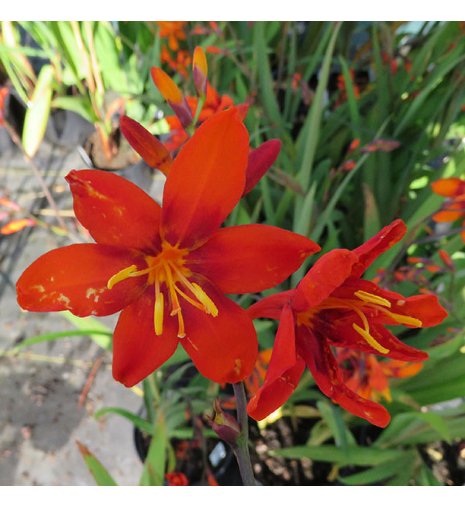 Crocosmia x crocosmiiflora Babylon (1lt)