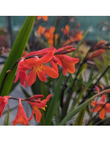 Crocosmia x crocosmiiflora Carmin Brilliant (1lt)
