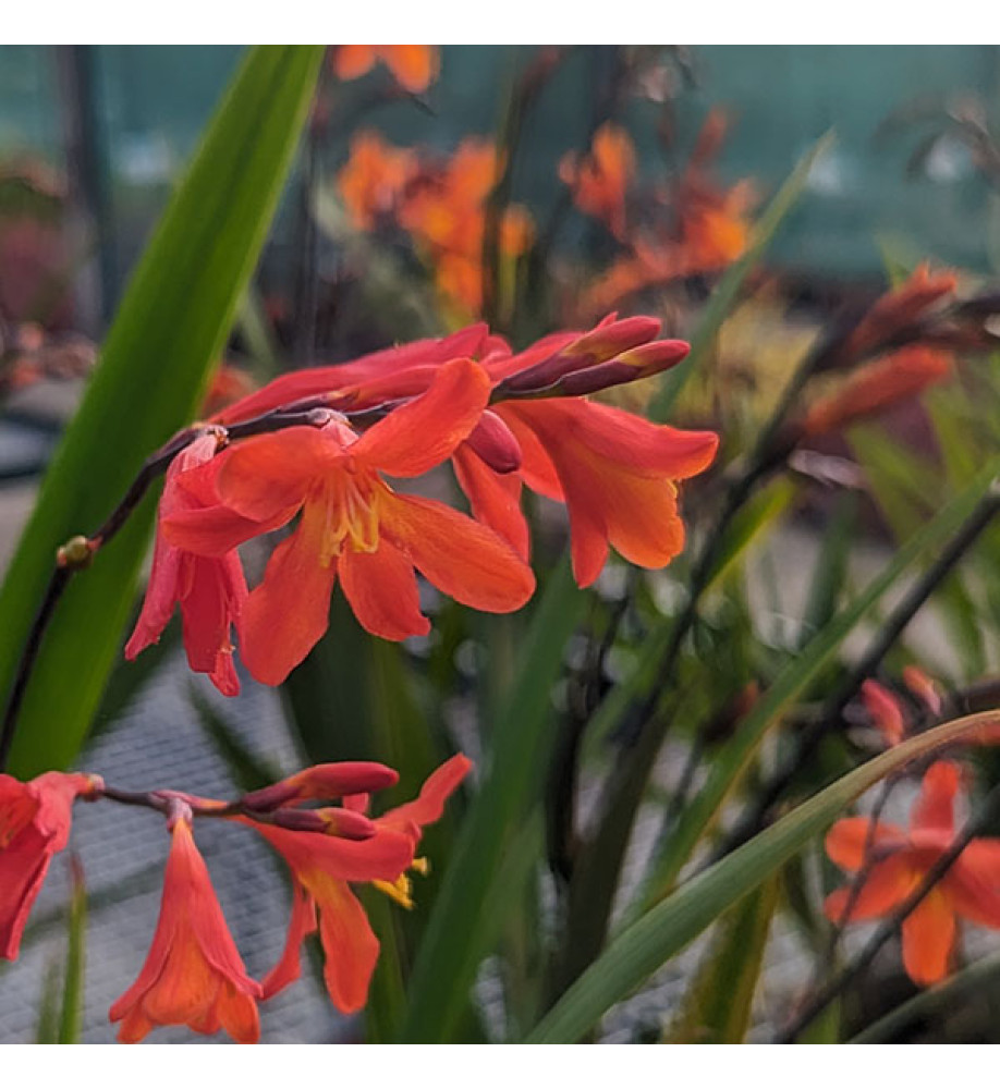 Crocosmia x crocosmiiflora Carmin Brilliant (1lt)