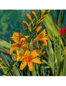Crocosmia Firestars Hot Spot (Firestars Series) (2lt)