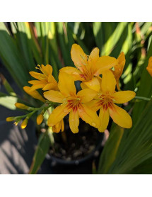 Crocosmia Firestars Hot Spot (Firestars Series) (2lt)
