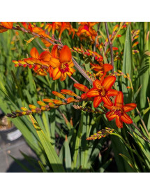 Crocosmia Firestars Scorchio (Firestars Series) (2lt)
