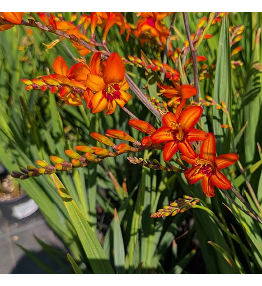 Crocosmia Firestars Scorchio (Firestars Series) (2lt)