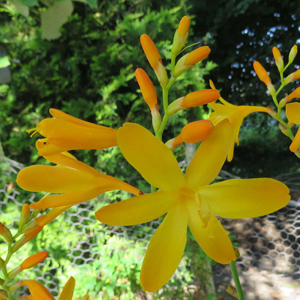 Crocosmia George Davison (2lt)