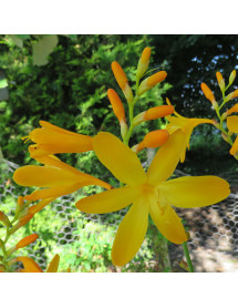 Crocosmia George Davison (2lt)