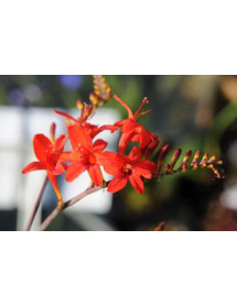 Crocosmia Lucifer (1lt)