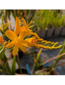 Crocosmia Paul's Best Yellow (0.8lt) Crocosmia Paul's Best Yellow (0.8lt)